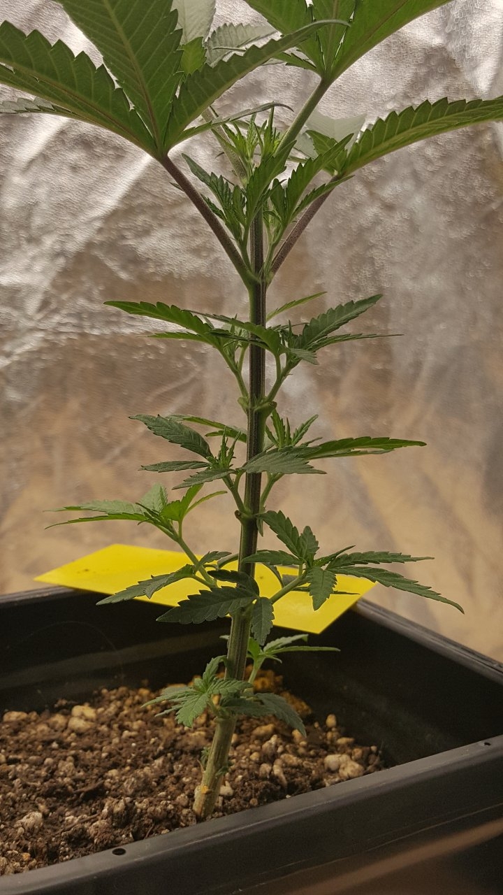 091219 Skunk #1 Veg Day 32 2.jpg