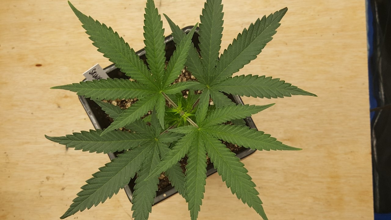 091219 Skunk #1 Veg Day 32 3.jpg