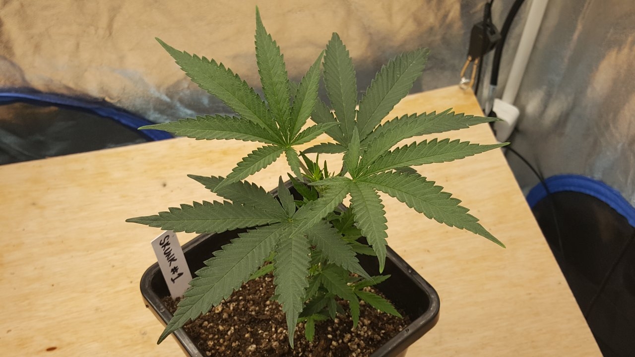 091219 Skunk #1 Veg Day 32 4.jpg