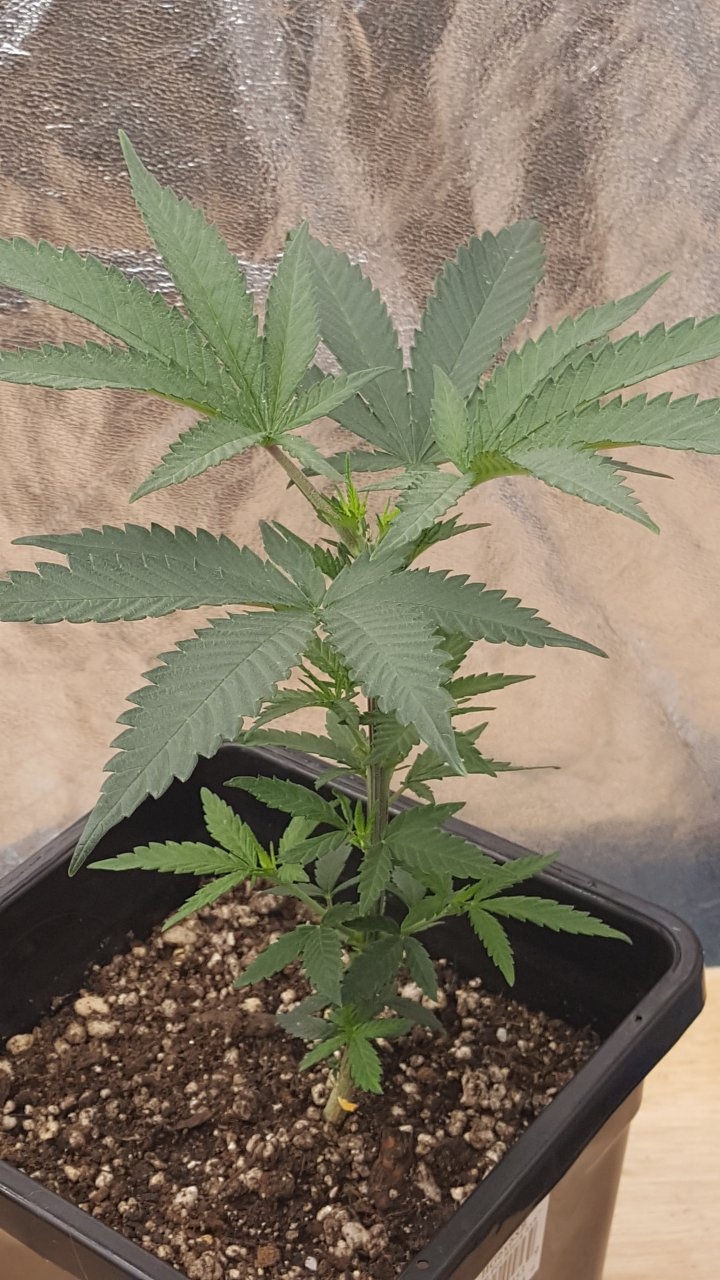 091219 Skunk #1 Veg Day 32 6.jpg