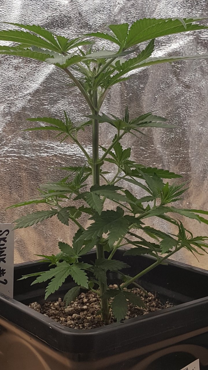 091219 Skunk #2 Veg Day 32 2.jpg