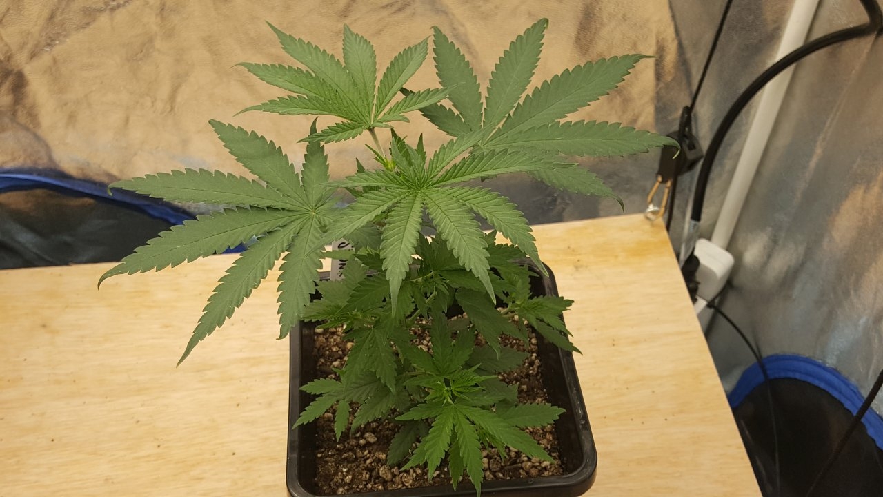 091219 Skunk #2 Veg Day 32 4.jpg