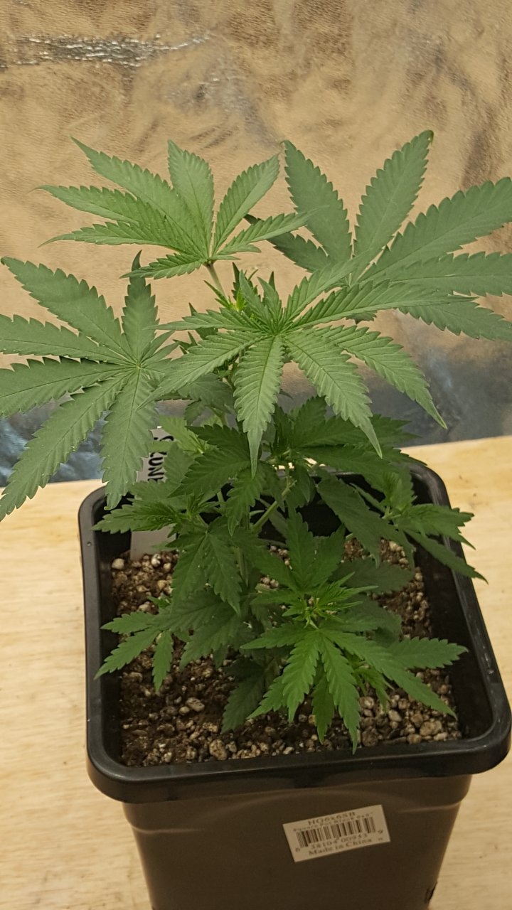 091219 Skunk #2 Veg Day 32 6.jpg