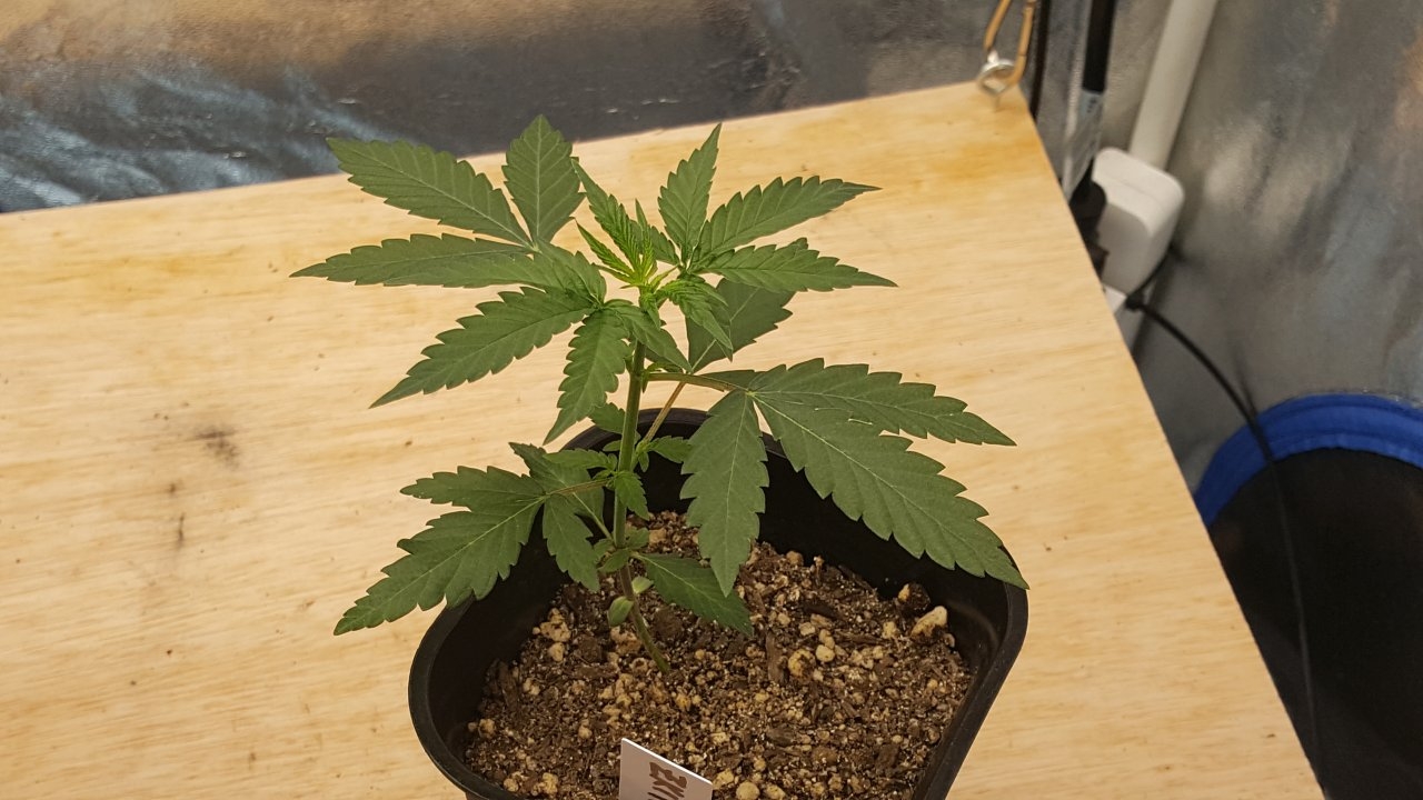 091319 Zkittlez Veg Day 19 4.jpg