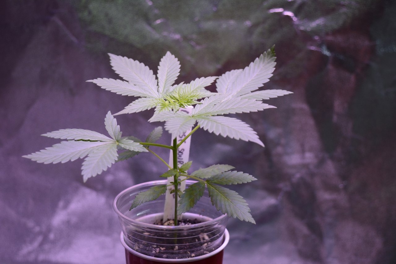 091418 Amherst Sour Diesel Veg Day13 1.JPG