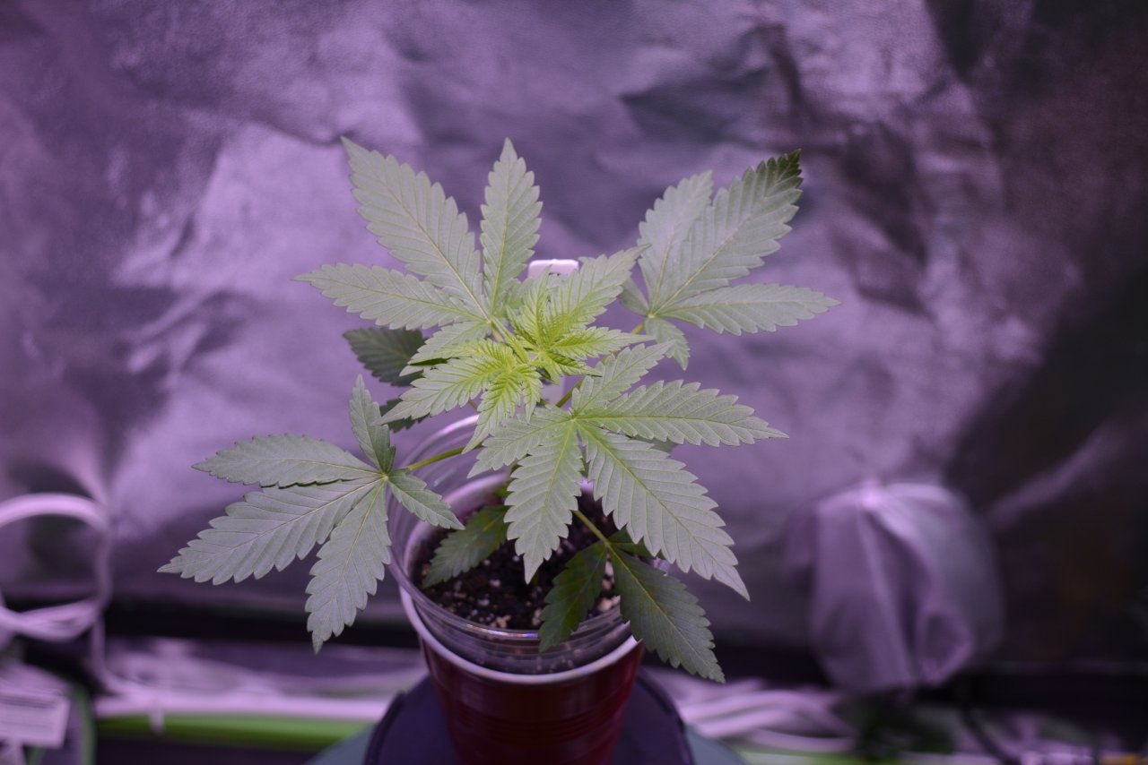 091418 Amherst Sour Diesel Veg Day13 2.JPG