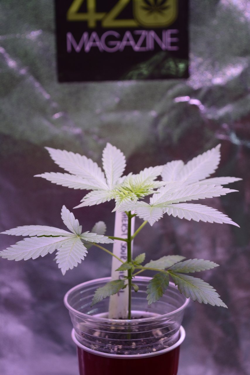 091418 Amherst Sour Diesel Veg Day13 4.JPG