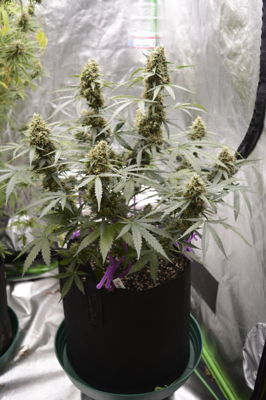 091418 Gorilla Glue Auto Day 68 Day 36 With Hairs 1.JPG