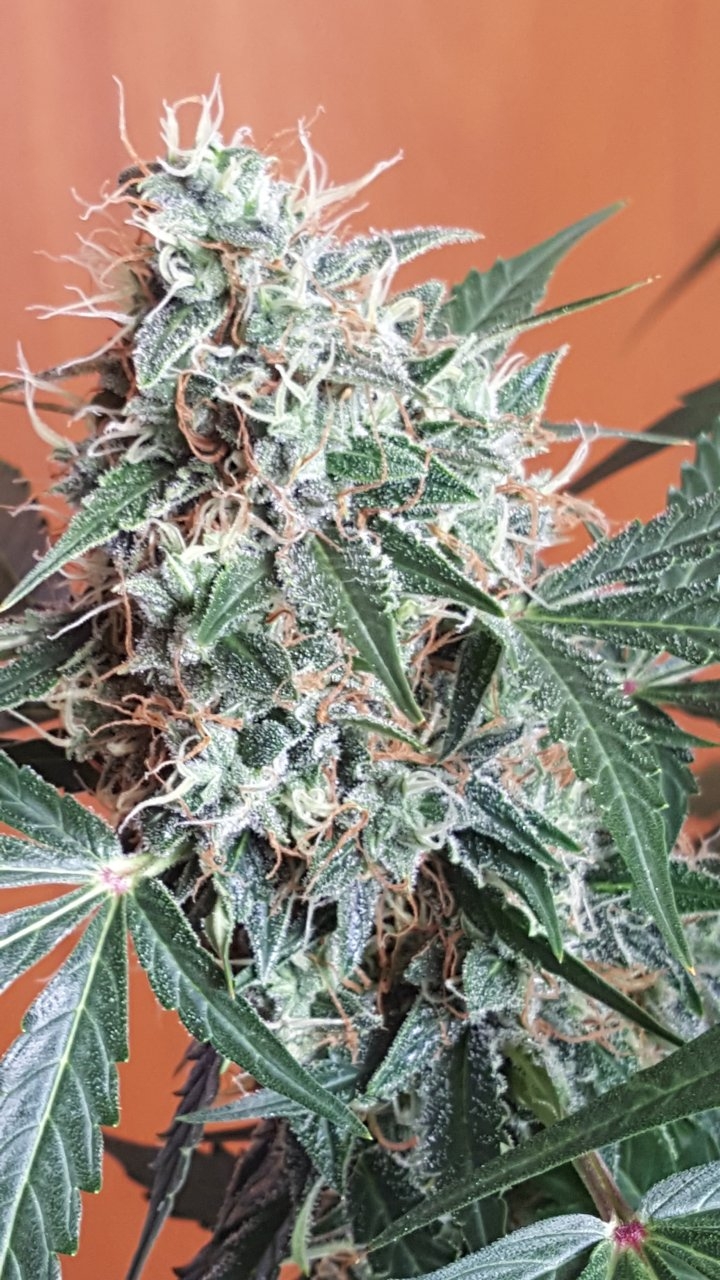 091418 Gorilla Glue Auto Day 68 Day 36 With Hairs 10.jpg