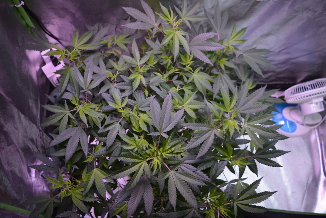 091418 Hawaiian Mayan Gold Clone Day 94 3.JPG