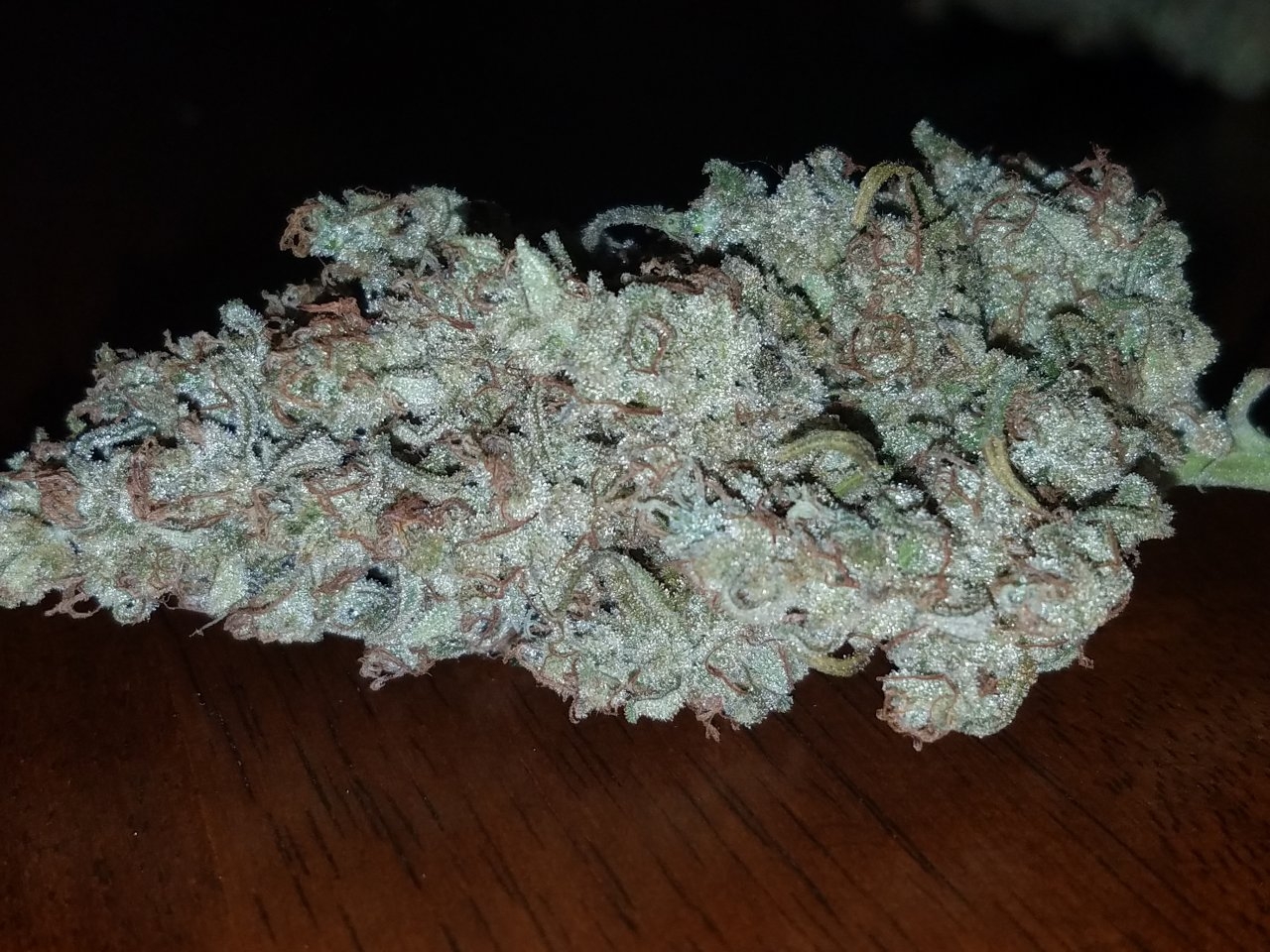 091418 Hindu Kush Nug 5.jpg