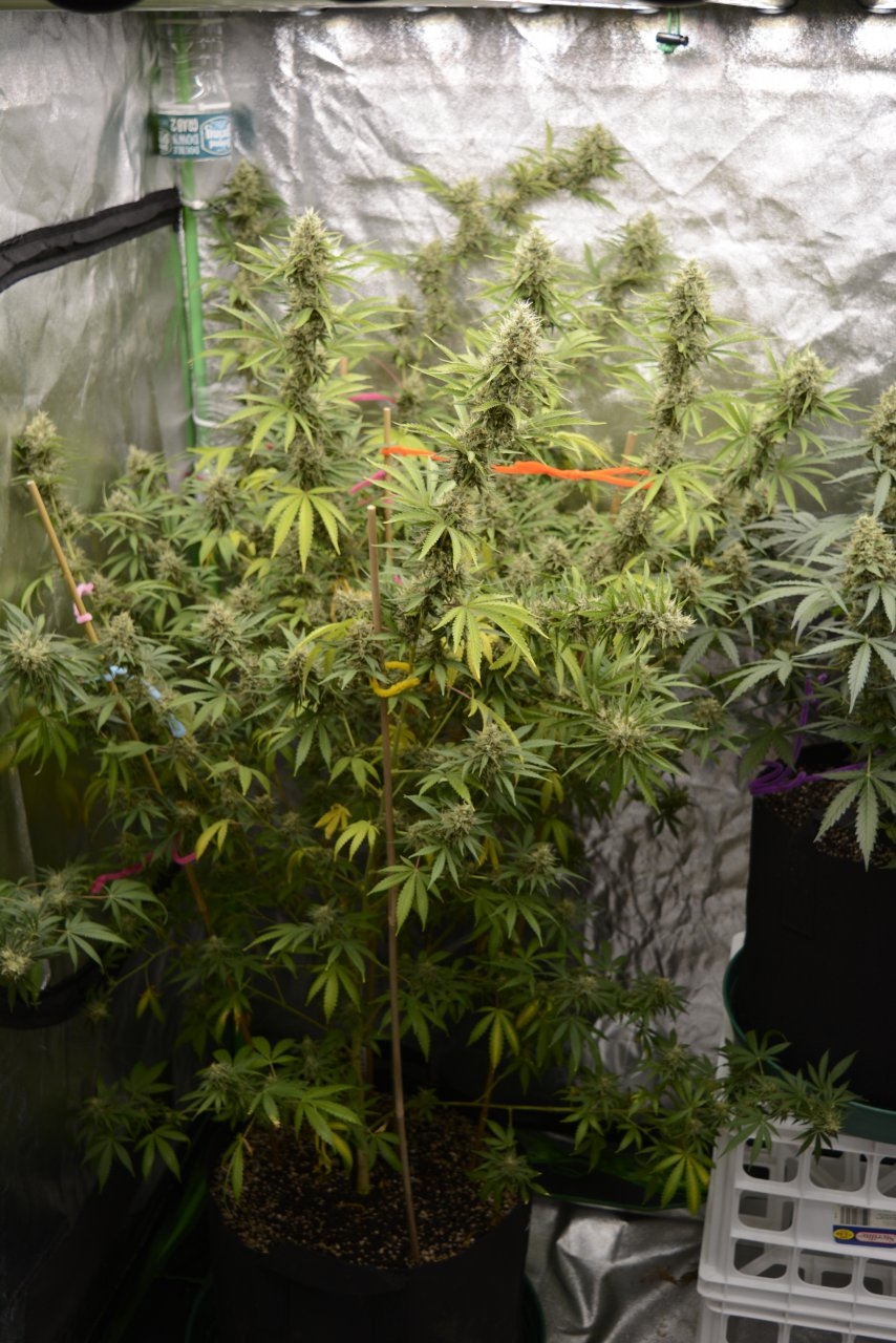 091418 Tangie x Ghost Train Haze Clone Flip Day 49 Day 39 With Hairs 1.JPG