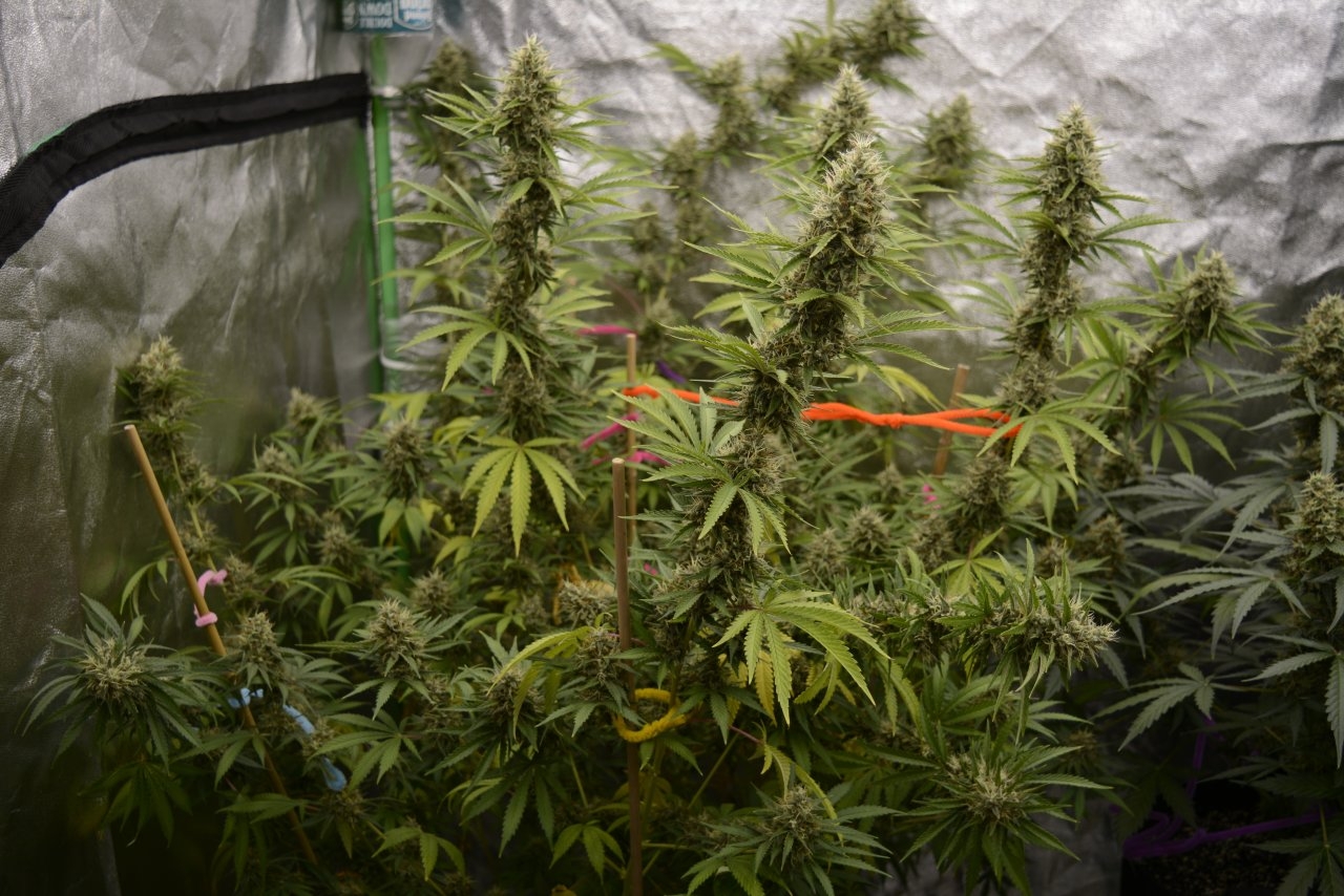 091418 Tangie x Ghost Train Haze Clone Flip Day 49 Day 39 With Hairs 2.JPG