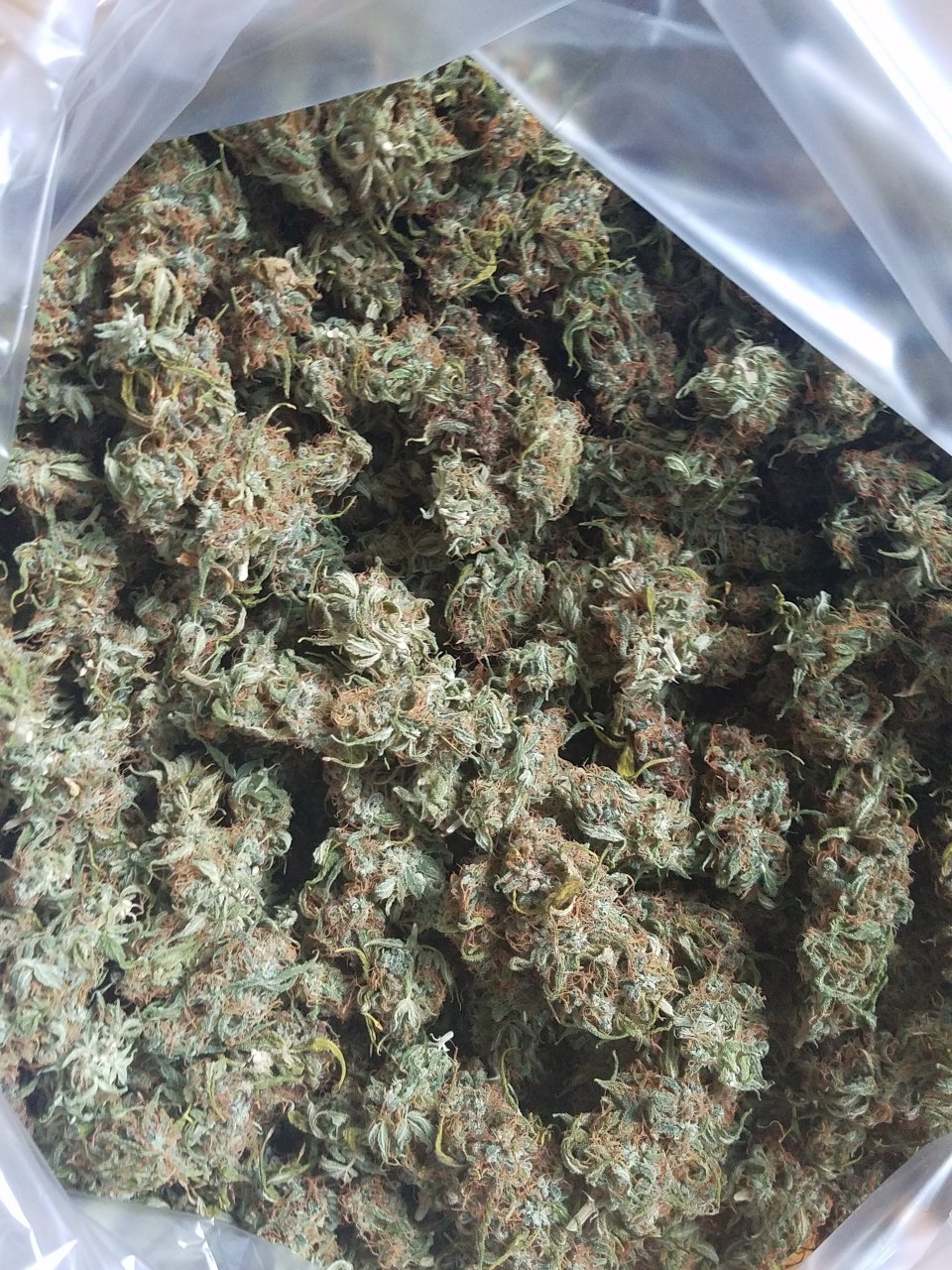 091418 White Widow Harvest 3.jpg