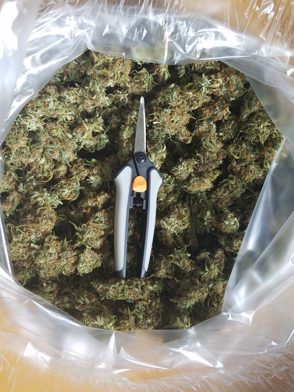 091418 White Widow Harvest 4.jpg