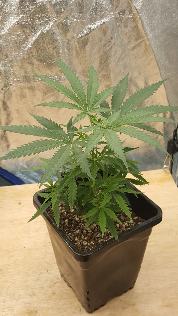 091419 Jack Herer #1 Veg Day 34 1.jpg