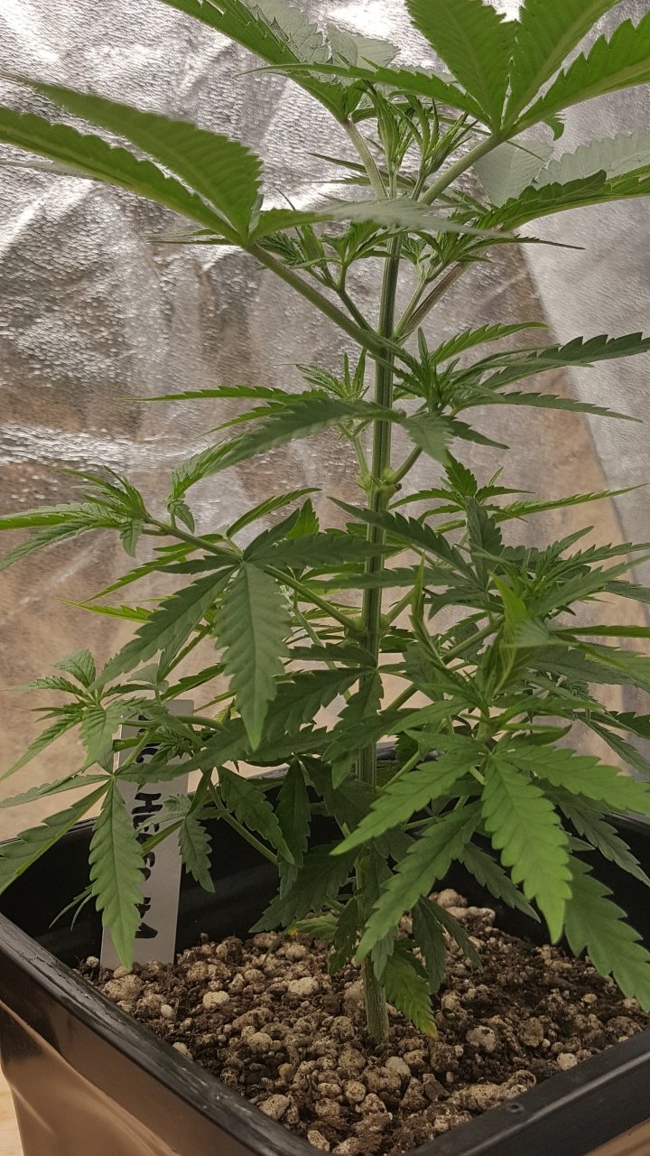 091419 Jack Herer #1 Veg Day 34 2.jpg