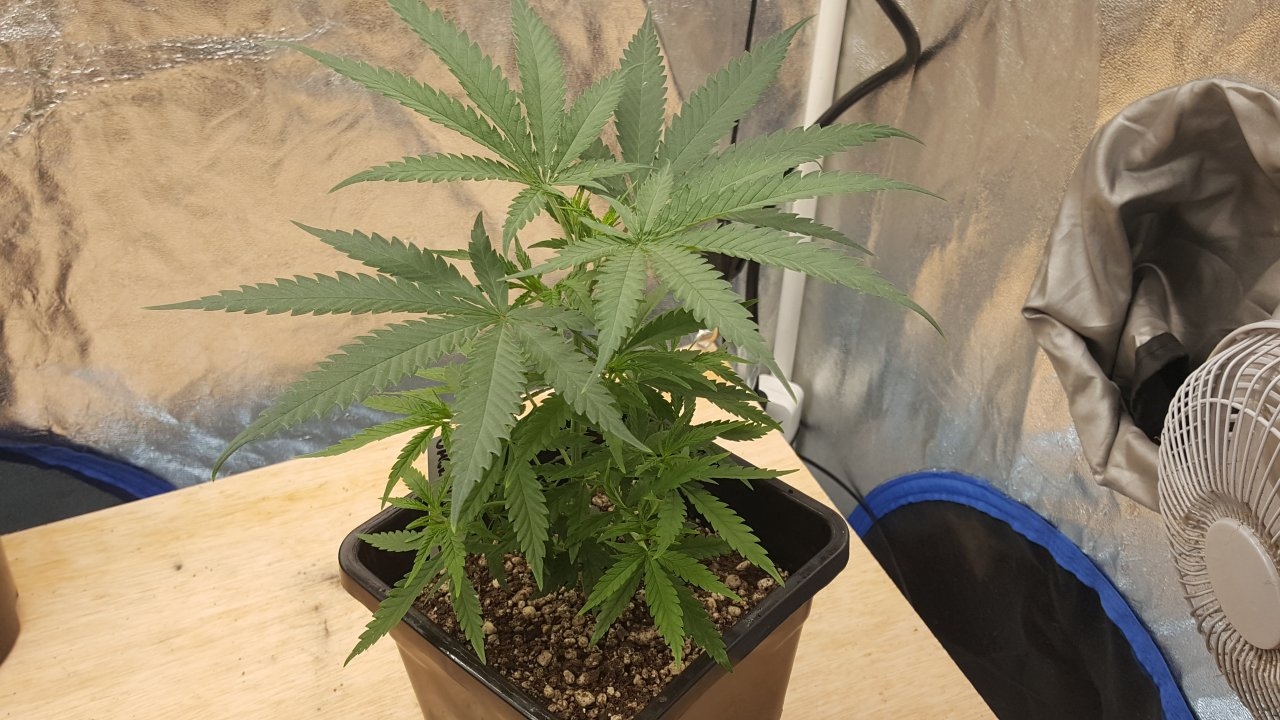 091419 Jack Herer #1 Veg Day 34 4.jpg