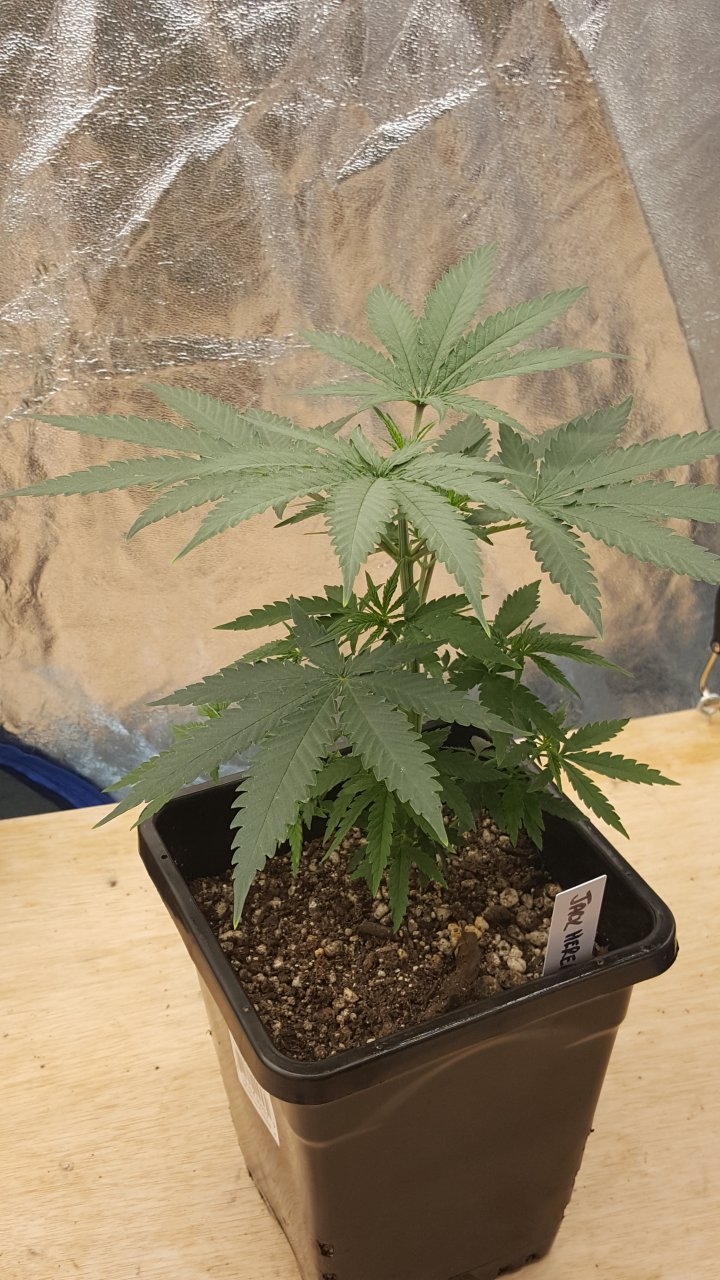 091419 Jack Herer #2 Veg Day 34 1.jpg