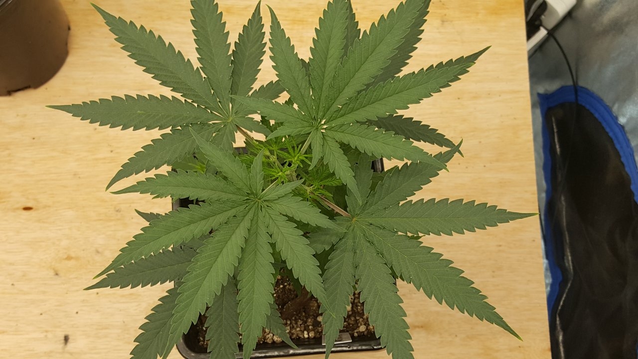 091419 Jack Herer #2 Veg Day 34 3.jpg