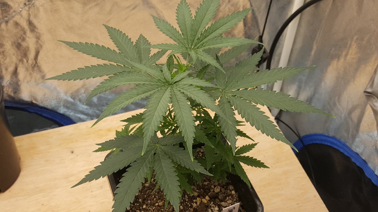 091419 Jack Herer #2 Veg Day 34 4.jpg