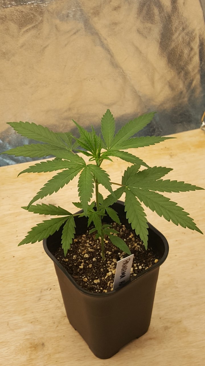 091419 Panama Haze Veg Day 20 1.jpg