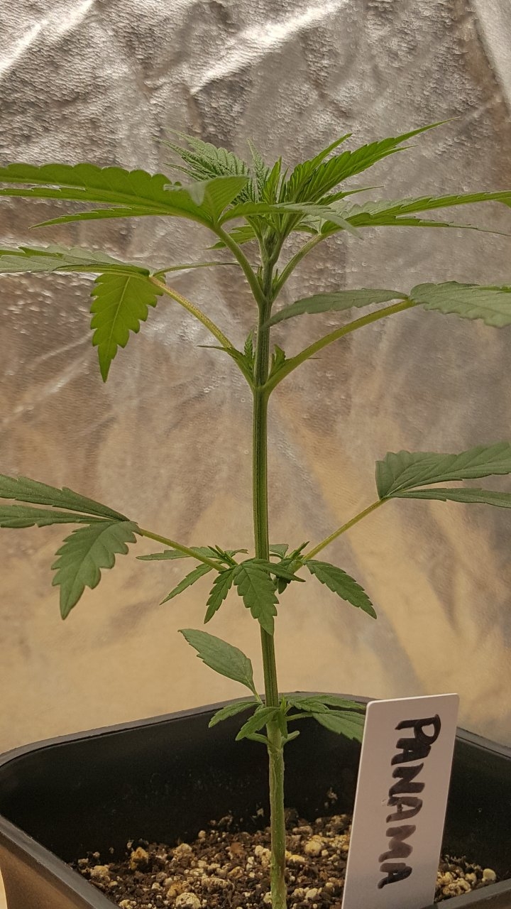 091419 Panama Haze Veg Day 20 2.jpg