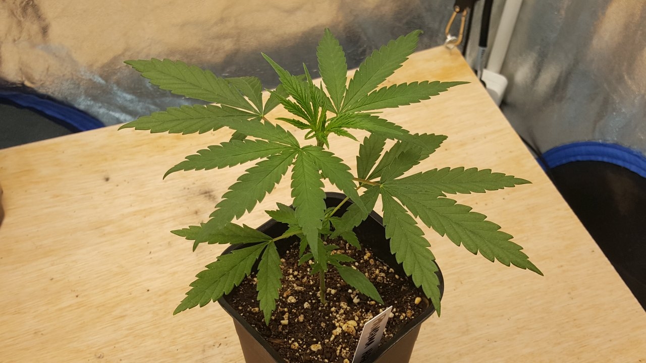 091419 Panama Haze Veg Day 20 4.jpg