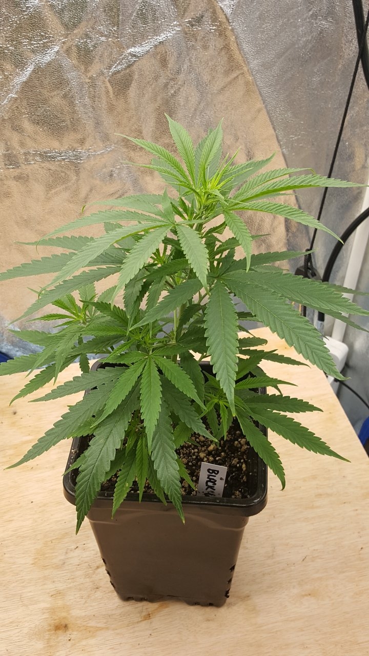 091619 Black Widow Clone Day 31 1.jpg