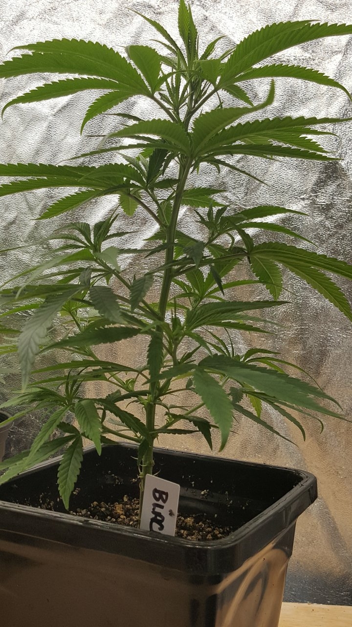 091619 Black Widow Clone Day 31 2.jpg