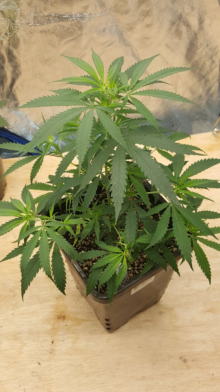 091619 KA5 Haze Clone Day 31 1.jpg