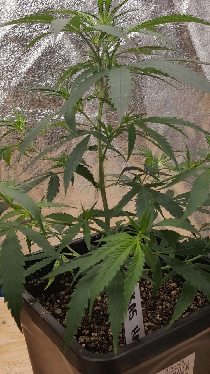 091619 KA5 Haze Clone Day 31 2.jpg