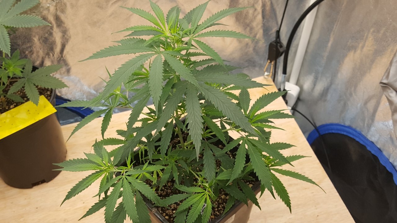 091619 KA5 Haze Clone Day 31 4.jpg