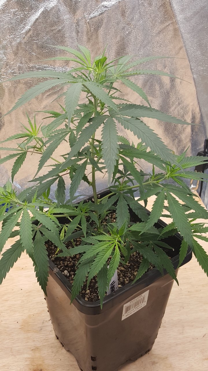 091619 KA5 Haze Clone Day 31 6.jpg