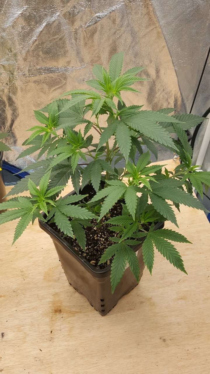 091619 Sour Cherries Clone Day 31 1.jpg