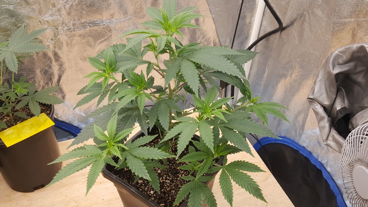 091619 Sour Cherries Clone Day 31 4.jpg