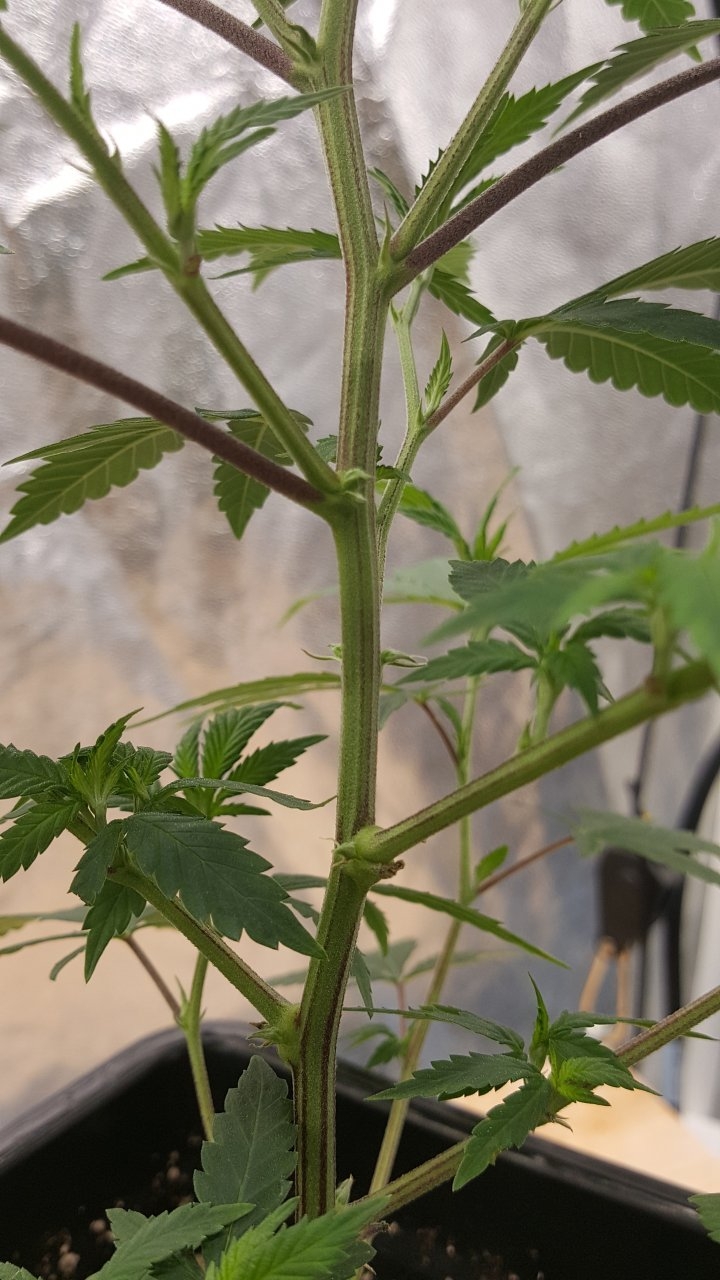 091619 Sour Cherries Clone Day 31 6.jpg