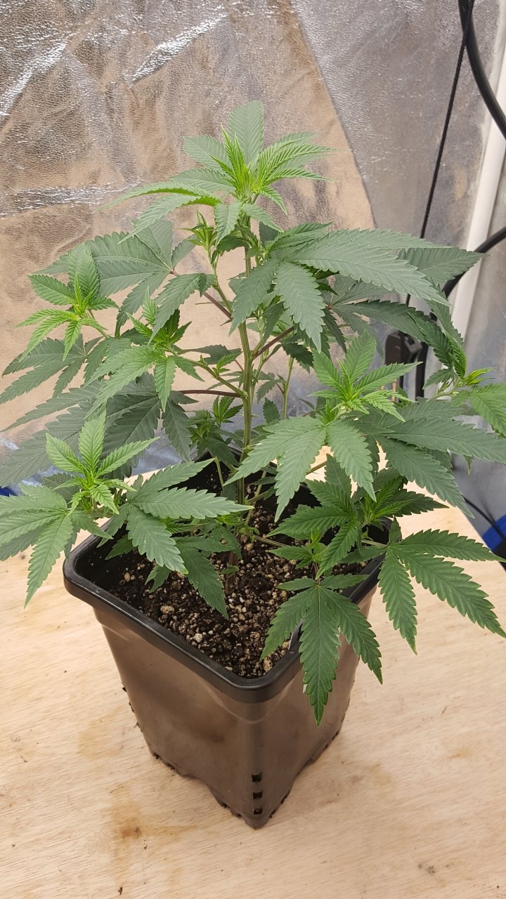 091619 Sour Cherries Clone Day 31 7.jpg