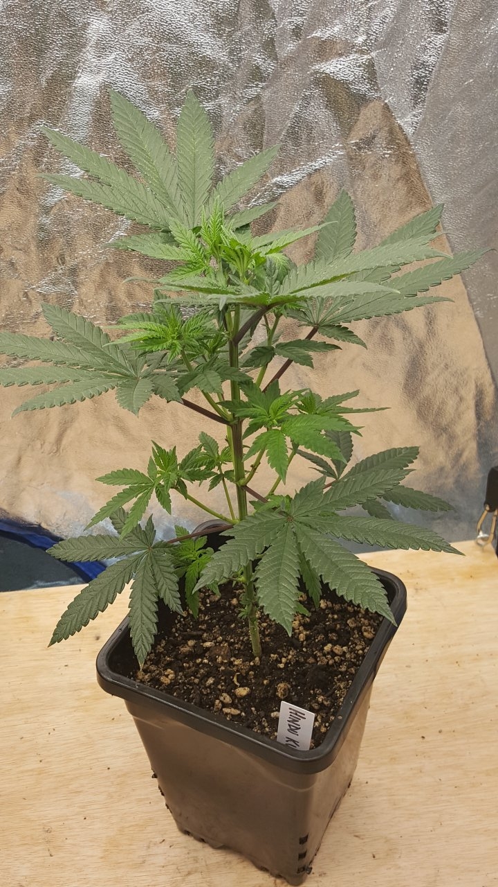 091819 Hindu Kush Veg Day 38 1.jpg