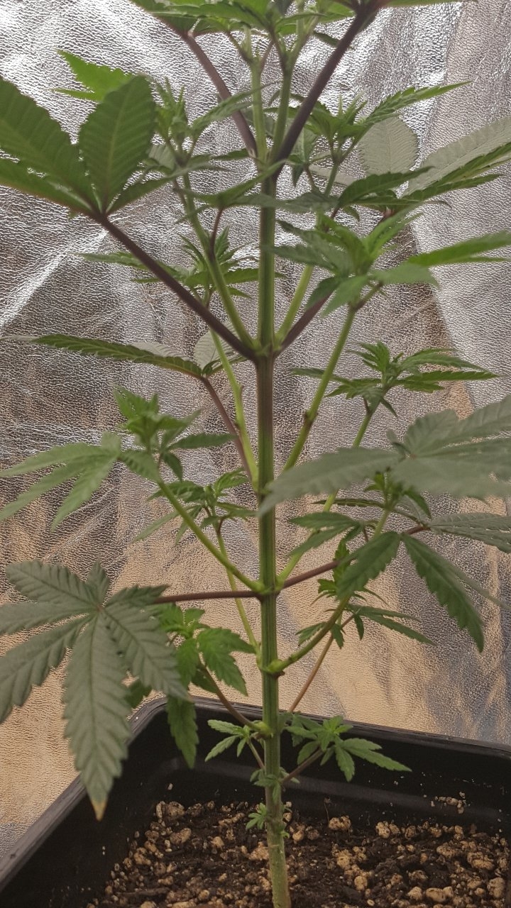 091819 Hindu Kush Veg Day 38 2.jpg