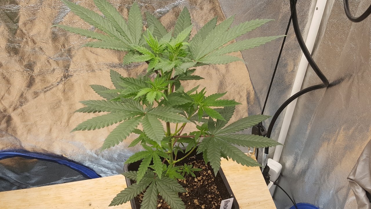 091819 Hindu Kush Veg Day 38 4.jpg