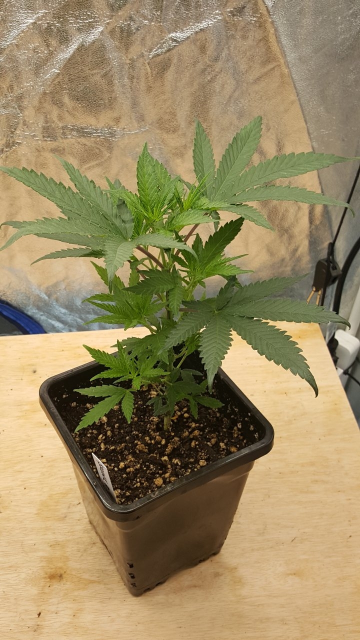 091819 Skunk #1 Veg Day 38 1.jpg