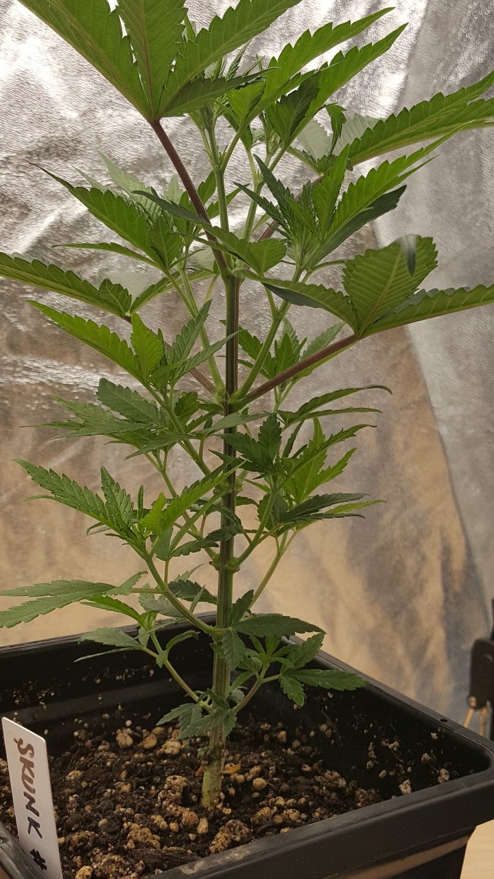 091819 Skunk #1 Veg Day 38 2.jpg