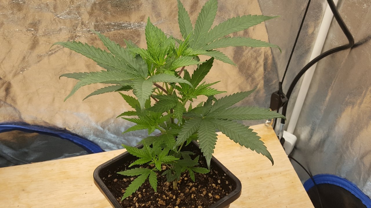 091819 Skunk #1 Veg Day 38 4.jpg