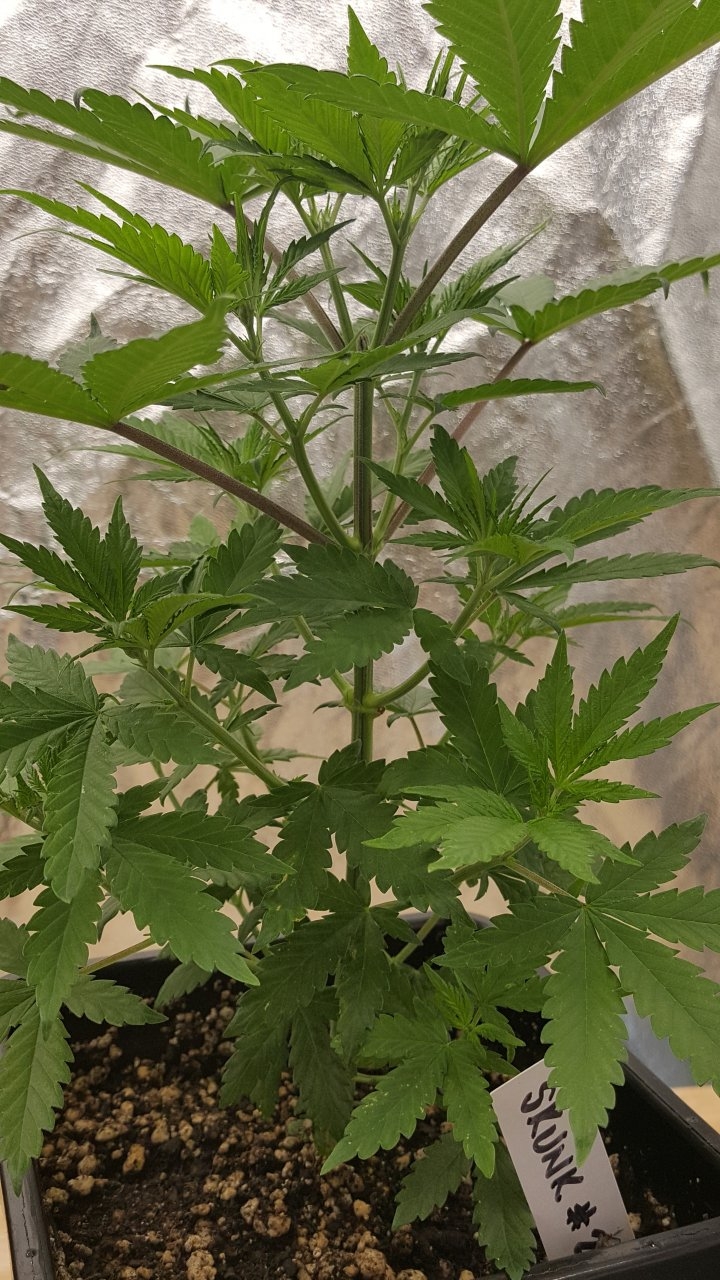 091819 Skunk #2 Veg Day 38 2.jpg