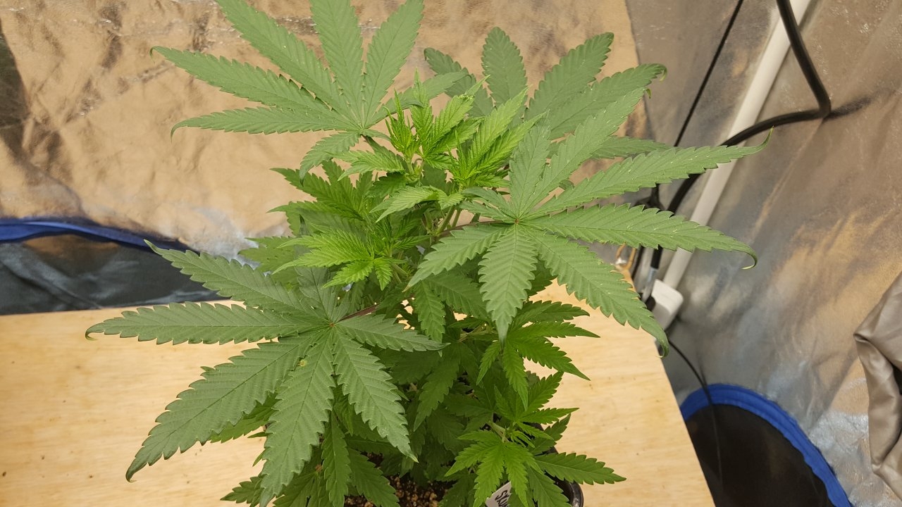 091819 Skunk #2 Veg Day 38 4.jpg