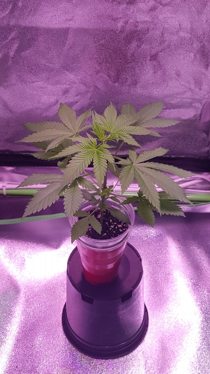 091918 Amherst Sour Diesel Day 18 1.jpg