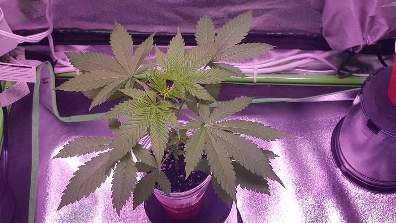 091918 Amherst Sour Diesel Day 18 2.jpg