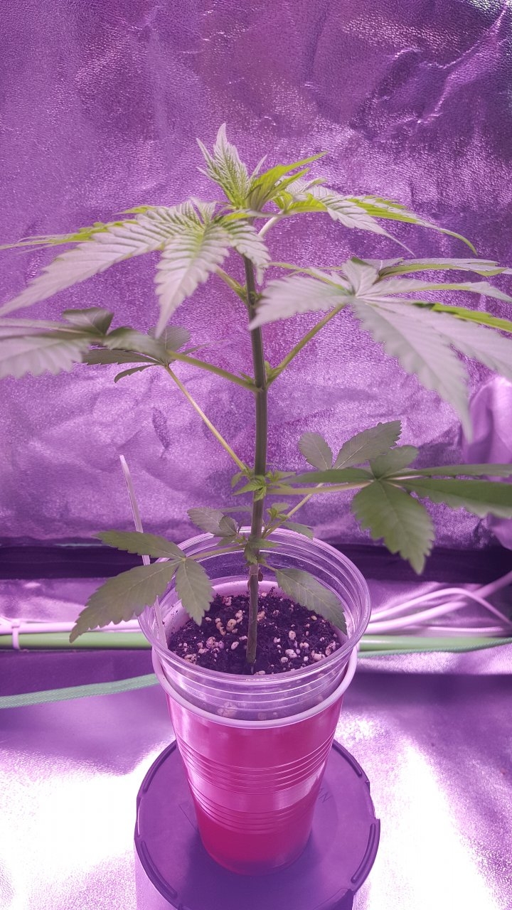 091918 Amherst Sour Diesel Day 18 4.jpg