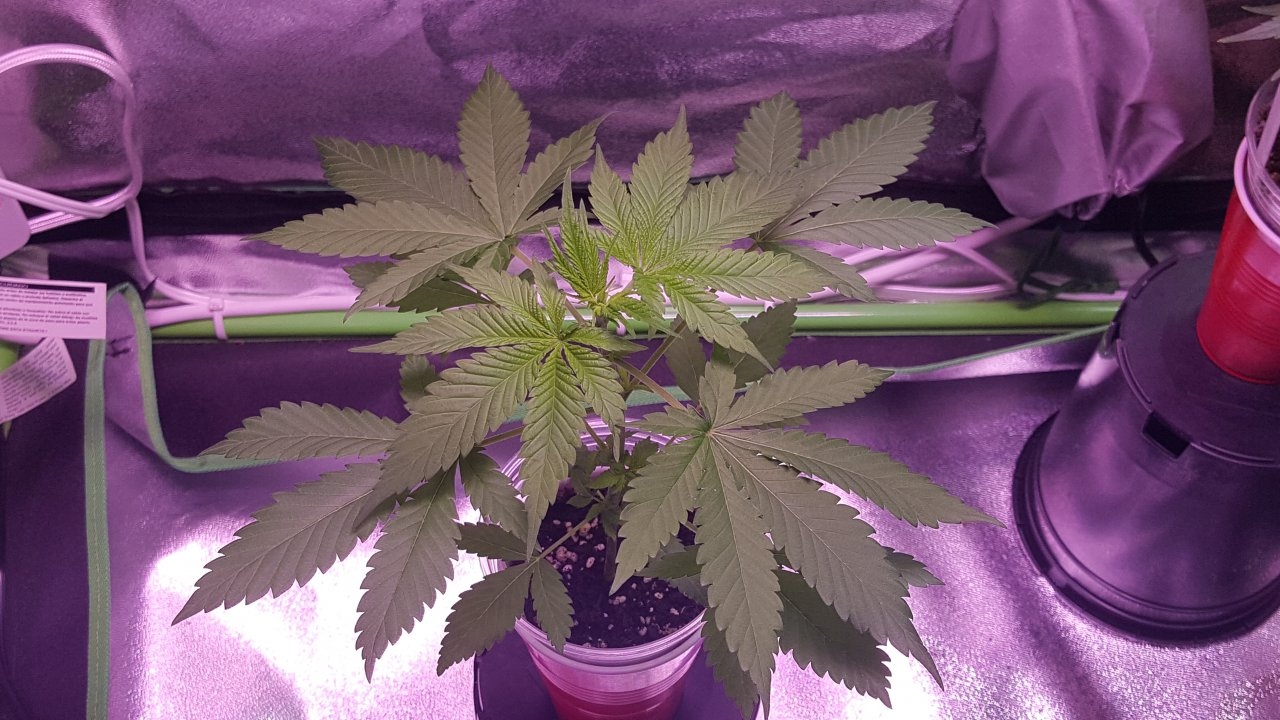 091918 Amherst Sour Diesel Day 18 5.jpg